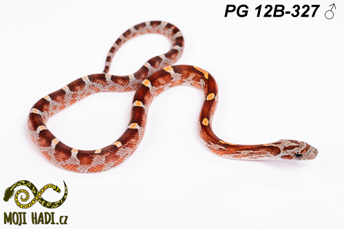 hadi na prodej, mládě, český chov hadů, odchov hadů, mojihadi.cz, Pantherophis guttatus, corn snakes, užovka červená,Diffused